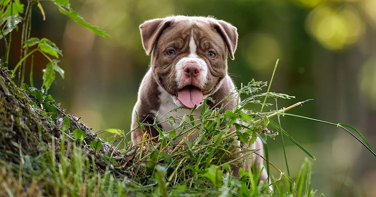 Pitbull pup look